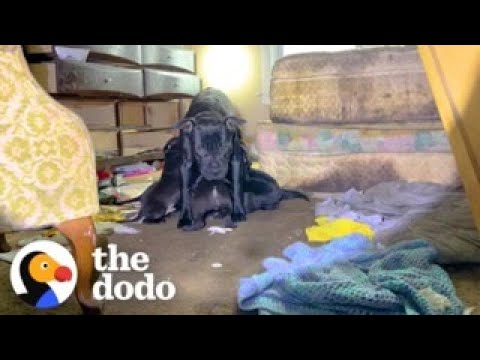 Mama Dog Wouldn’t Let Anyone Near Her Babies Until… | The Dodo