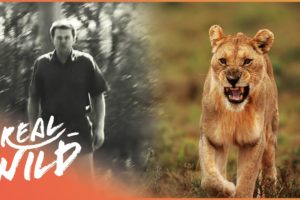 Man Survives Near-Death Attack After Being Mauled By A Lion | Human Prey | Real Wild