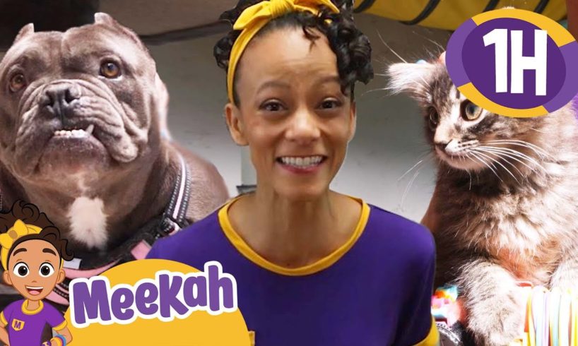 Meekah Learns About Cute Pets At The Animal Shelter | Educational Videos | Blippi and Meekah Kids TV