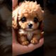 Meet the Cutest Puppy Ever! 🐶 | Must-Watch for Dog Lovers! #11