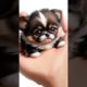 Meet the Cutest Puppy Ever! 🐶 | Must-Watch for Dog Lovers!#9