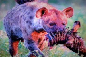 Moments When Hyena Eats Zebra Alive, And Animal Fights for Their lives