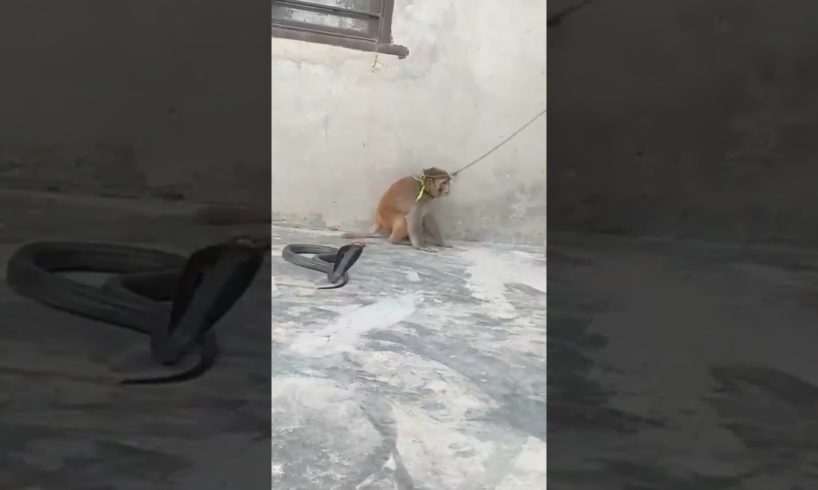 Monkey playing with king cobra #shorts #king cobra #cobra #monkey #monkeys #animals