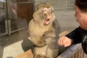 Monkeys Reacting to Magic For The First Time! Funniest Animals and Pets