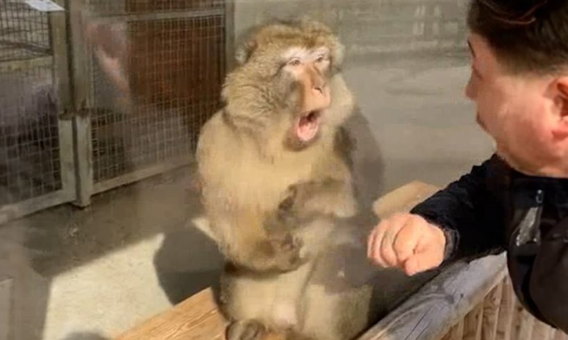 Monkeys Reacting to Magic For The First Time! Funniest Animals and Pets