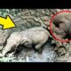 Mother elephant need help his son is in Trouble 😯😭। Animal Rescue Video।Reli Animal