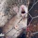 Mujer ve una rata atrapada mientras se acerca un huracán | El Dodo