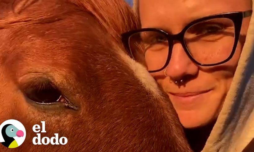 Mustang salvaje finalmente aprende a confiar en su nueva mamá | El Dodo