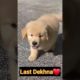 My Cutest Dog Playing ❤️❤️ #trending #shortfeed #animals #hangamareactionshorts