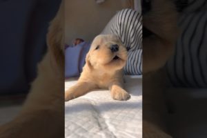 Newborn Puppy #dog #goldenretriever #puppy #shorts