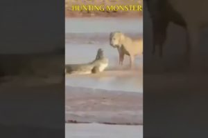 Nice Group Work | Hunting Monster | Animal Fight | #animalsfight #shorts #shortvideo #shortsvideo