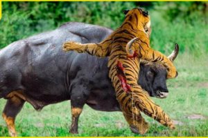 OMG! Buffalo Team Up To Attack Tigers Without Mercy To Rescue Their Kinds | Animal Fight