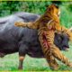 OMG! Buffalo Team Up To Attack Tigers Without Mercy To Rescue Their Kinds | Animal Fight