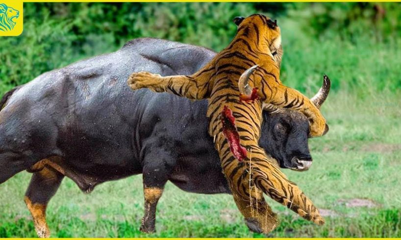 OMG! Buffalo Team Up To Attack Tigers Without Mercy To Rescue Their Kinds | Animal Fight