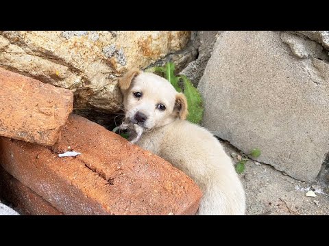 One puppy was abandoned ! What's wrong with its mouth ?It hides in the corner, very timid