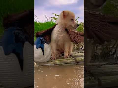 Oops #shorts #dog #swim #water #dogtraining #puppy #beutyfullplace #shorts