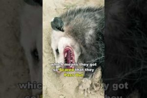 Opossum Playing Dead