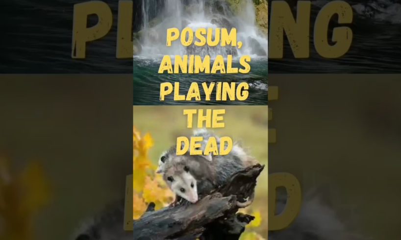 Opposum, Animals Playing The Dead !