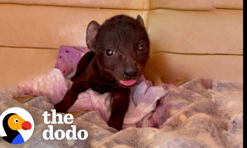 Orphaned Hyena Loves To Wrestle With A Rescue Puppy | The Dodo