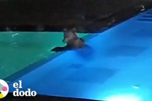 Oso se cuela en una piscina pública todas las noches I El Dodo
