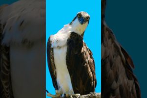 Osprey Birds Michael Jackson breaking dance #birds