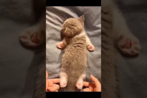 P10: Cutest Puppies and Kittens: Guaranteed to Melt Your Heart#shorts #cats #cute #funny #kitten