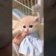 P2: Cutest Puppies and Kittens: Guaranteed to Melt Your Heart#shorts #cats #animallove #cuteandfunny