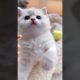 P20: Cutest Puppies and Kittens: Guaranteed to Melt Your Heart#shorts #cats #cute #funny #kitten