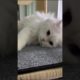 P22: Cutest Puppies and Kittens: Guaranteed to Melt Your Heart#shorts #cats #cute #funny #kitten