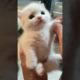 P23: Cutest Puppies and Kittens: Guaranteed to Melt Your Heart#shorts #cats #cute #funny #kitten