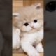 P6: Cutest Puppies and Kittens: Guaranteed to Melt Your Heart#shorts #cats #cute #funny #kitten