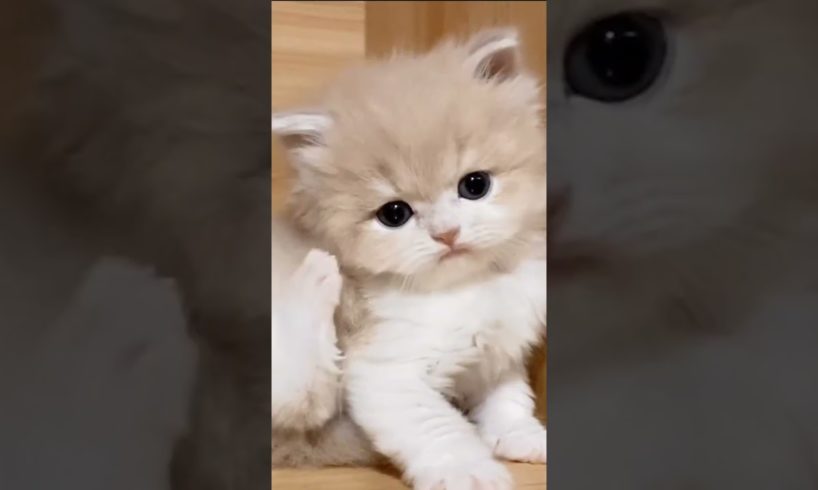 P6: Cutest Puppies and Kittens: Guaranteed to Melt Your Heart#shorts #cats #cute #funny #kitten