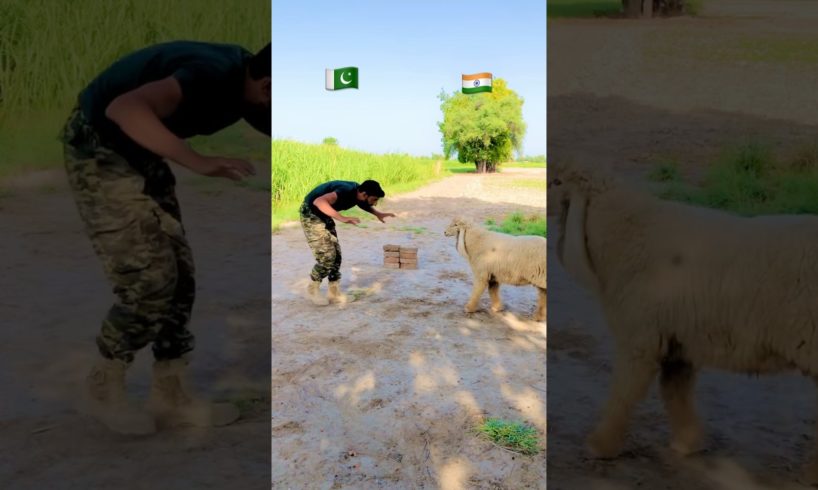Pakistan Army 🇵🇰 Vs Indian 🇮🇳 animal  Fights #shorts #youtubeshorts #shortsvideo #pakistan