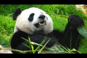 Panda Rescue Video 😭😯। Animal Rescue Video।Reli Animal