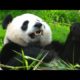 Panda Rescue Video 😭😯। Animal Rescue Video।Reli Animal