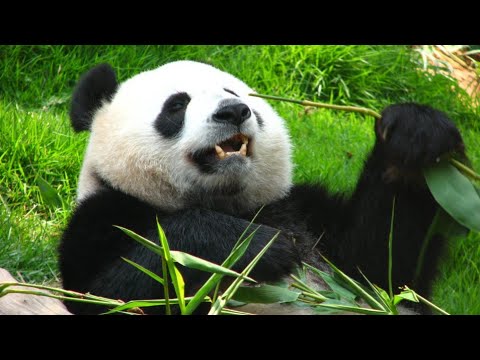 Panda Rescue Video 😭😯। Animal Rescue Video।Reli Animal