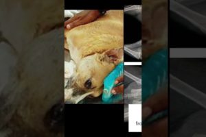 Paralyzed dog miraculously rescued back to life