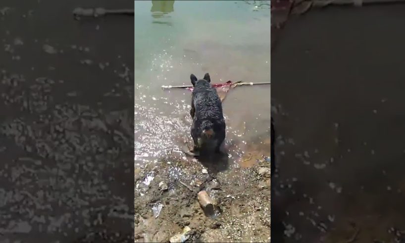 Patriotic Dog Rescues American Flag From Water