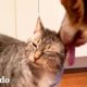 Perro espera para encontrarse con este gato todas las mañanas | Parejas Disparejas | El Dodo