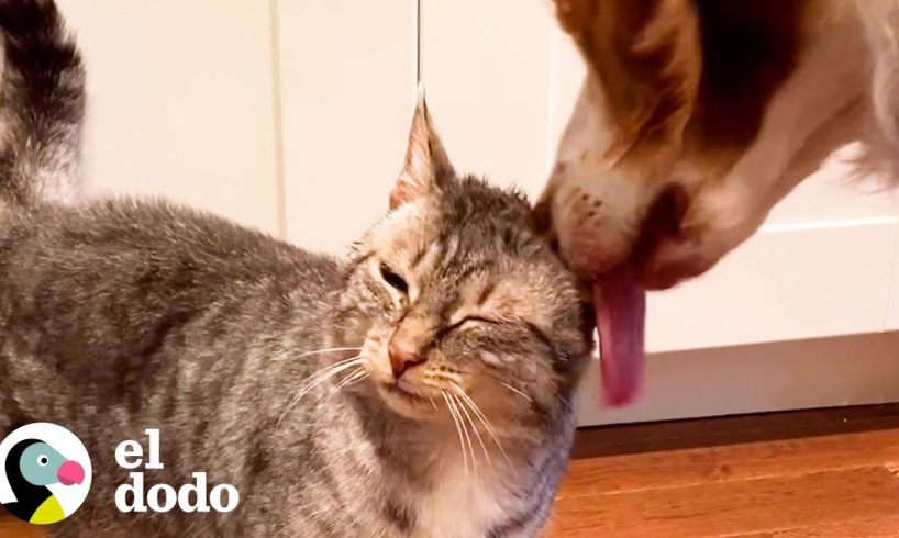 Perro espera para encontrarse con este gato todas las mañanas | Parejas Disparejas | El Dodo