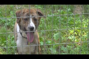 Perry County rescue stops animal intake for first time in more than a decade