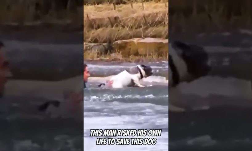 Person Rescues Dog From Frozen Lake!!!😲🥹 #shorts #viral #animals #rescue