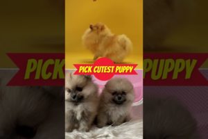 Pick Cutest Puppy Edition! Quiz #9