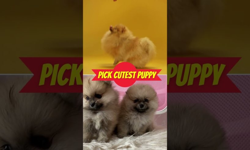 Pick Cutest Puppy Edition! Quiz #9