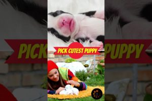 Pick Cutest Puppy? #pickcutestpuppy #pickcutestpuppies #pickcutepuppies