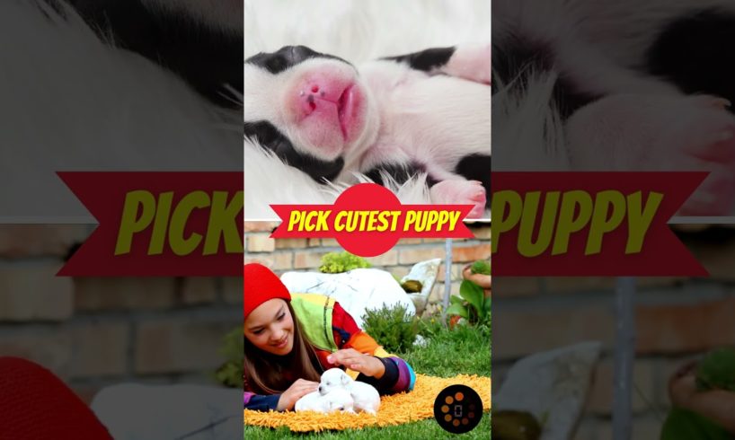 Pick Cutest Puppy? #pickcutestpuppy #pickcutestpuppies #pickcutepuppies
