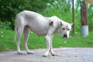 Pitbull dog rescue.