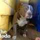 Pittie Couldn't Stop Shaking Until Her Rescuers Finally Give Her A Hug | The Dodo Pittie Nation