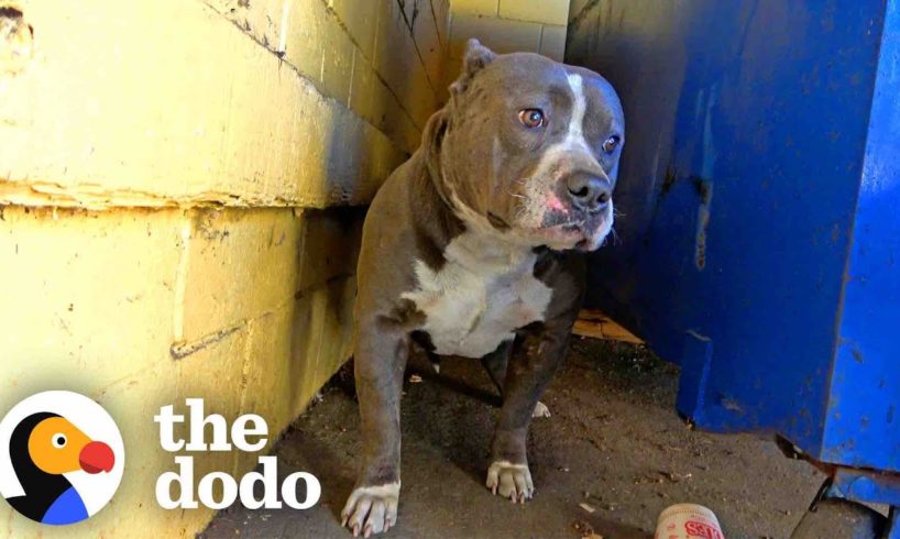 Pittie Couldn't Stop Shaking Until Her Rescuers Finally Give Her A Hug | The Dodo Pittie Nation