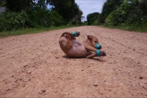 Pity the puppy that was tied up in the middle forest, crying loudly